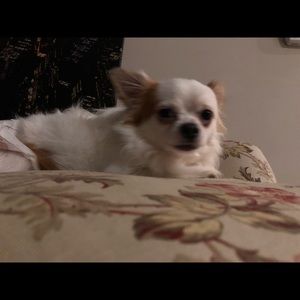 Meet your Posher, Cece